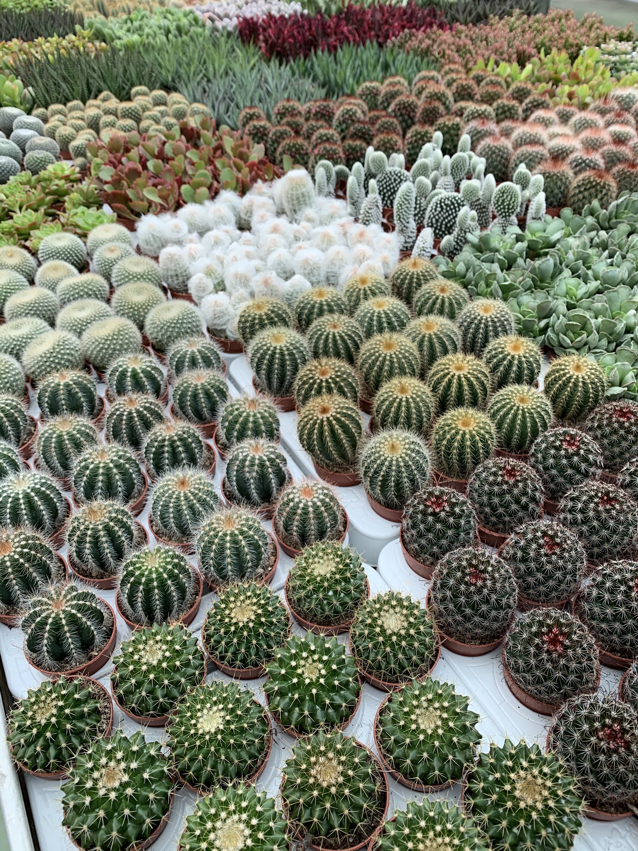 Cactus e piante grasse
