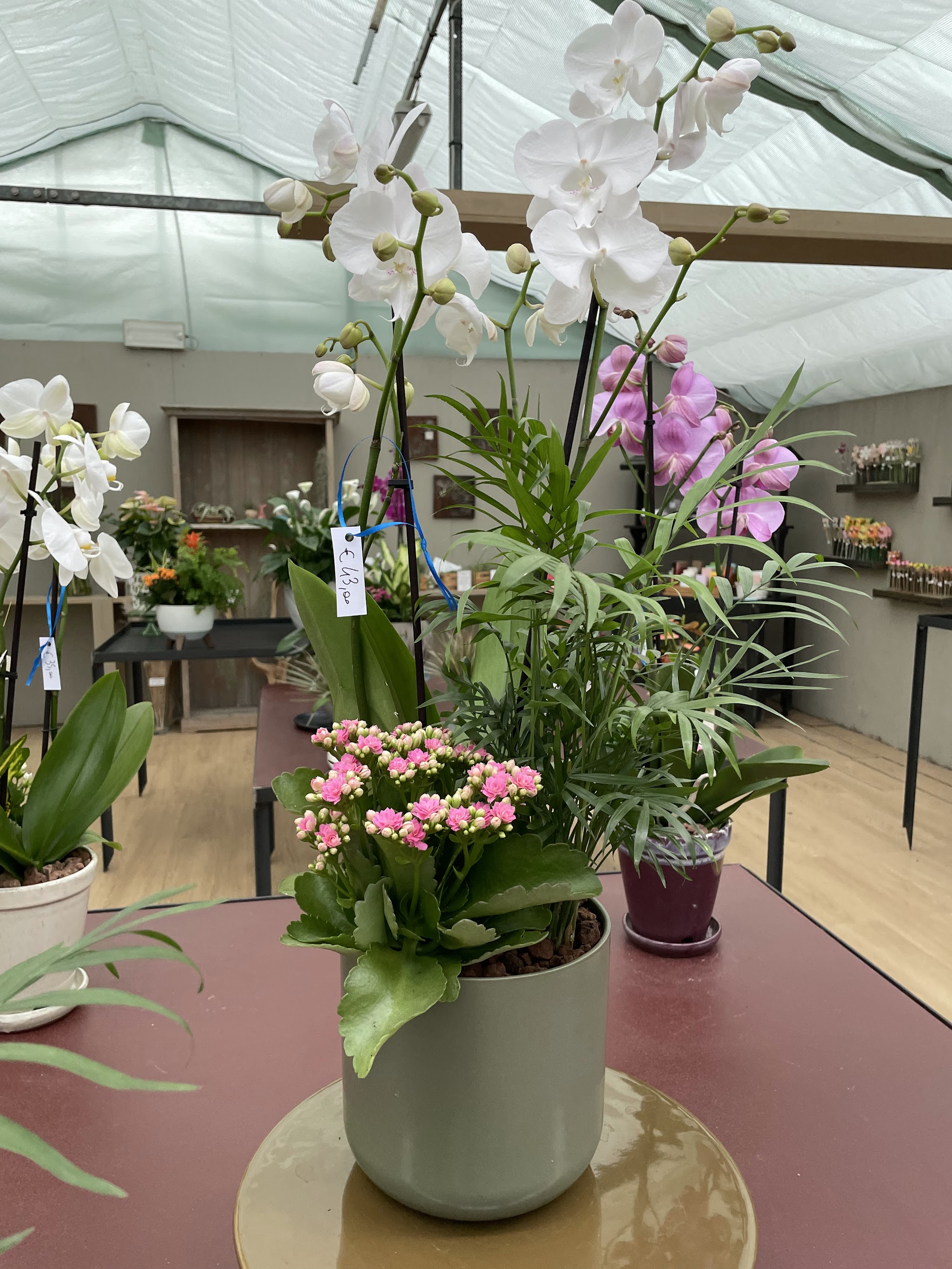 Orchidee e piante in vaso